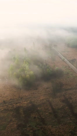 misty forest landscape from above