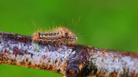 Gelbschwanzmotte-(Euproctis-Similis)-Raupe,-Goldschwanz--Oder-Schwanenmotte-(Sphrageidus-Similis)-Ist-Eine-Raupe-Aus-Der-Familie-Der-Erebidae.-Raupe-Kriecht-An-Einem-Ast-Auf-Grünem-Hintergrund-Entlang.