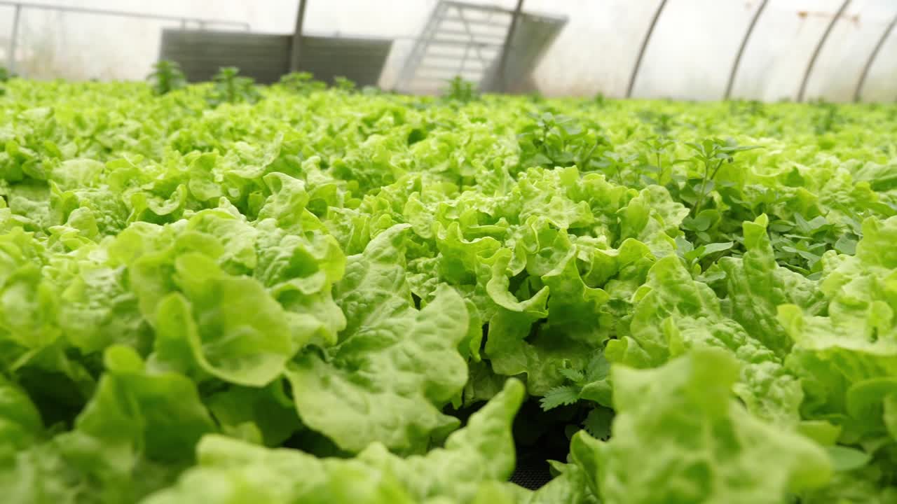 primer plano de lechuga en invernadero en granja vegetal