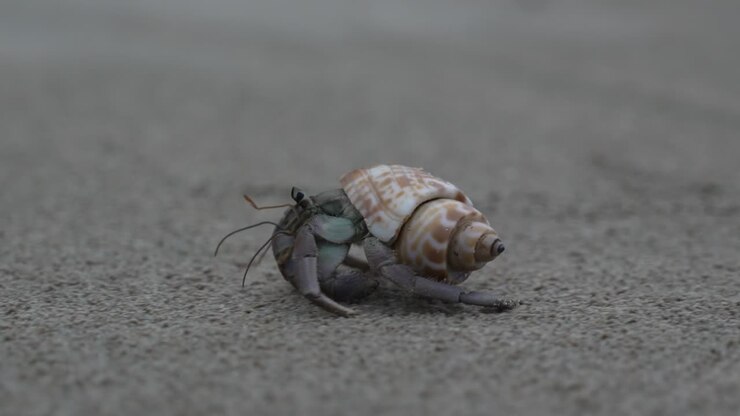 Detailed macro shot of a hermit crab moving on a tropical beach, highlighting shell pattern and small-scale motion