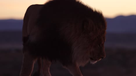 lion licks it lips and breathes and gets up in the cold morning air