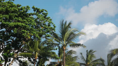 Palm-Trees-Growing-In-The-Garden-Yard-Of-The-Beachfront-Resort-Hotel-In-Bali,-Indonesia