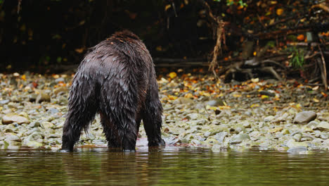 Vigilante-Oso-Grizzly-Húmedo-Solitario-Alimentándose-De-Salmón-Recién-Capturado-En-La-Orilla-Del-Arroyo