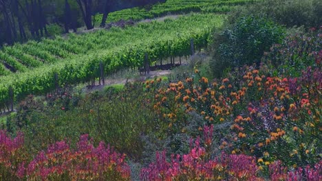 Natürliche-Fynbos,-Blumen-Am-Rande-Der-Weinfarm