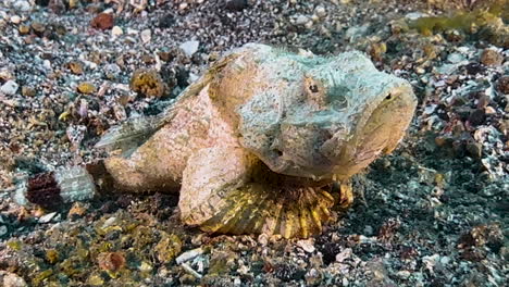 flasher scorpionfish on sandy bottom opens mouth slowly twice, then snaps quickly