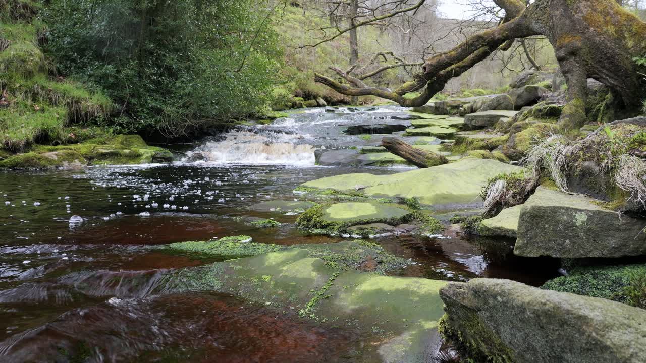 cascada de arroyo de bosque en movimiento lento, escena de serenidad de la naturaleza con piscina tranquila debajo, vegetación exuberante y piedras cubiertas de musgo, sensación de paz y belleza intacta de la naturaleza en el ecosistema forestal