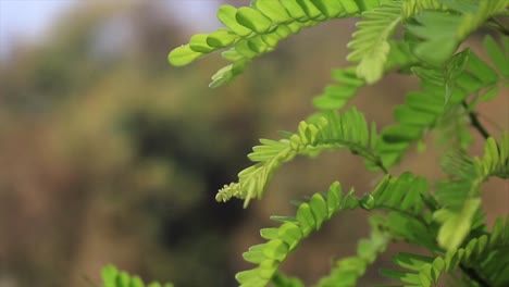 close up a green fern in forest, swaying in the wind