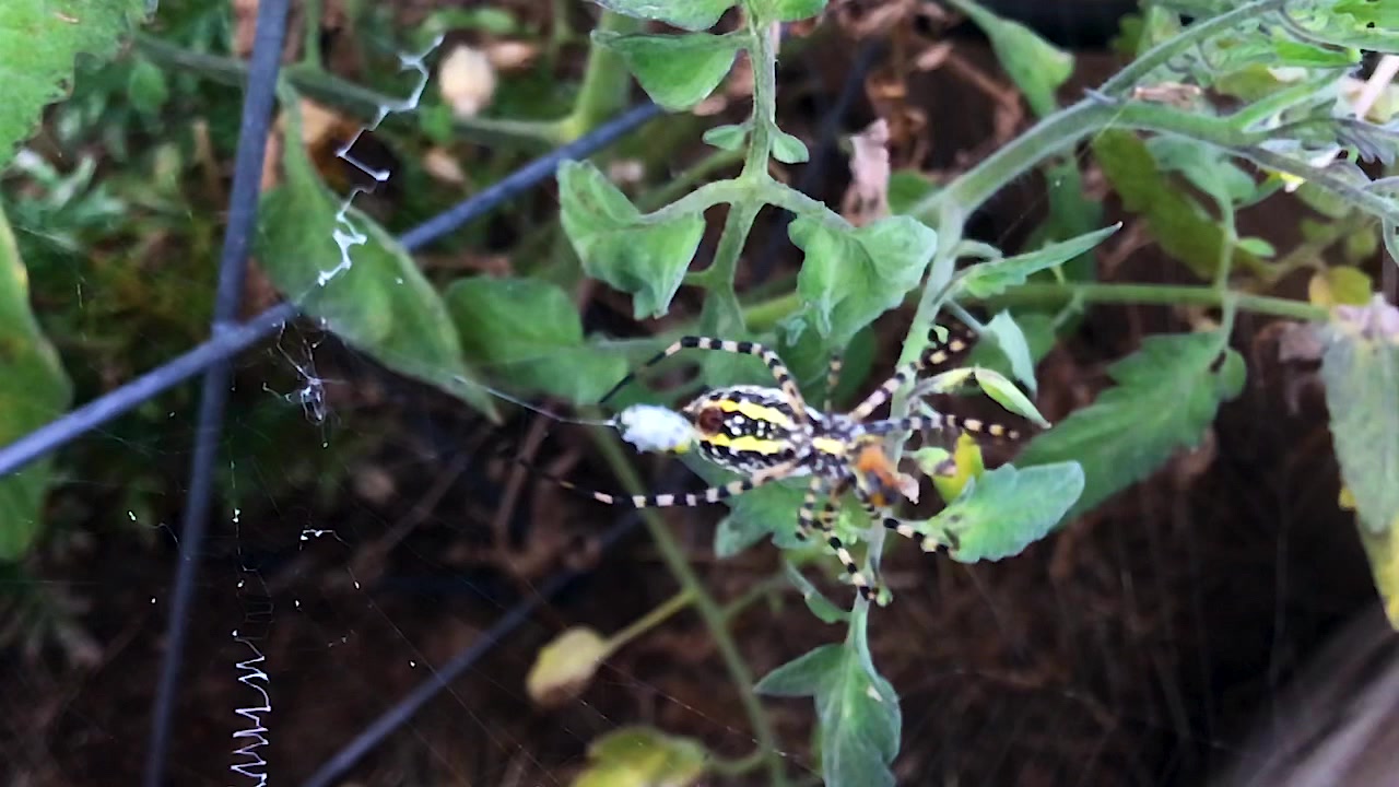 Close up large black yellow spider with long legs attacking struggling beetle prey in slow motion on orb web stuck in summer overcast green garden.