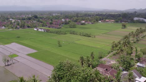 Drone-Vuela-Sobre-Un-Pequeño-Pueblo-Rodeado-De-Campos-De-Arroz-En-Java-Indonesia,-Antena