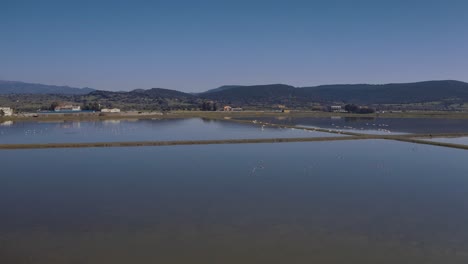 Big-group-Flock-of-Flamingo-birds-In-Flight-Over-lake,-aerial-drone-flight-Lesbos-Island,-Greece---panning-drone-shot-of-flamingos