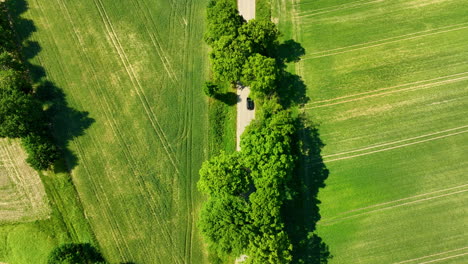 aerial view of a road lined with trees running through green fields, with a car traveling