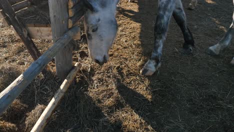 grey horse eating hay in a wooden fence