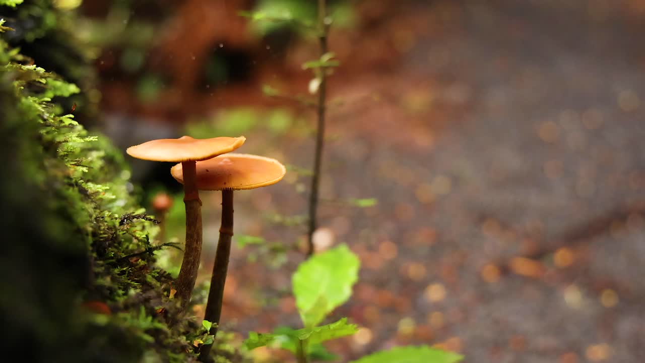 Mushrooms growing on a mossy tree trunk