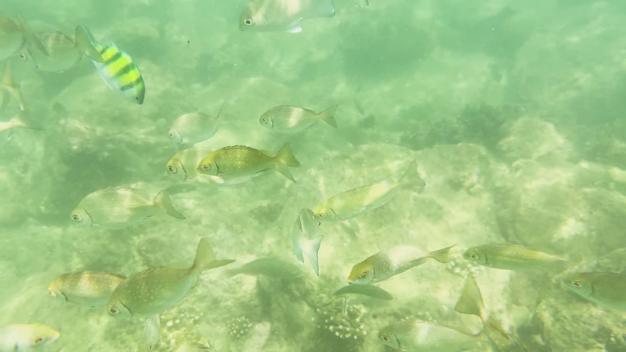 Vibrant rabbitfish swim among coral reefs in clear waters, showcasing diverse marine life near Yanui Beach, Phuket