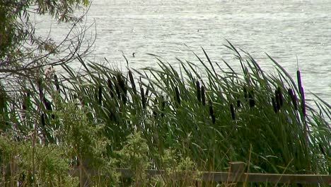 Bulrushes-swaying-in-the-breeze-on-the-bank-of-Eyebrook-reservoir-in-England,UK