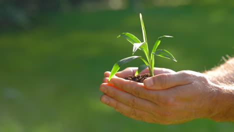 hands holding a young plant