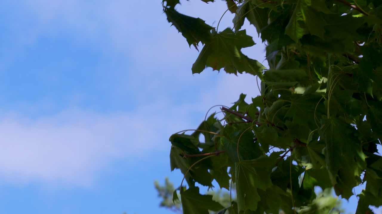 Verdi e rigogliose foglie si muovono delicatamente al vento su un cielo azzurro terso in una tranquilla giornata autunnale a Jurata, in Polonia