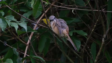 Brown-Shrike,-Lanius-cristatus-xseen-facing-the-forest-while-perched-on-a-branch-while-preening-its-left-underwing,-Khao-Yai-National-Park,-Thailand