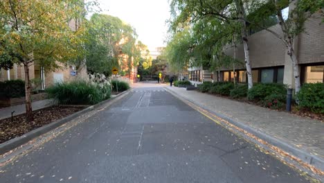 empty pathway surrounded by trees and buildings