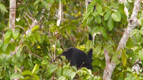 a spider monkey enjoys breakfast in the treetops, swinging and eating in peru’s lush rainforest.