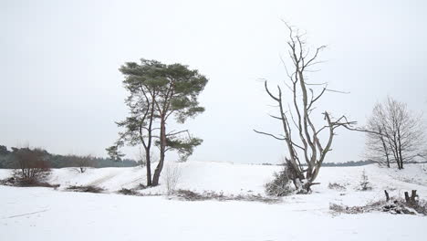 pan past dead tree in snow covered natural park