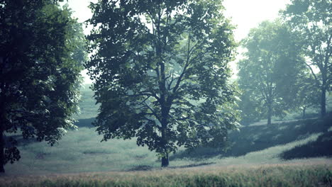 serene summer forest landscape
