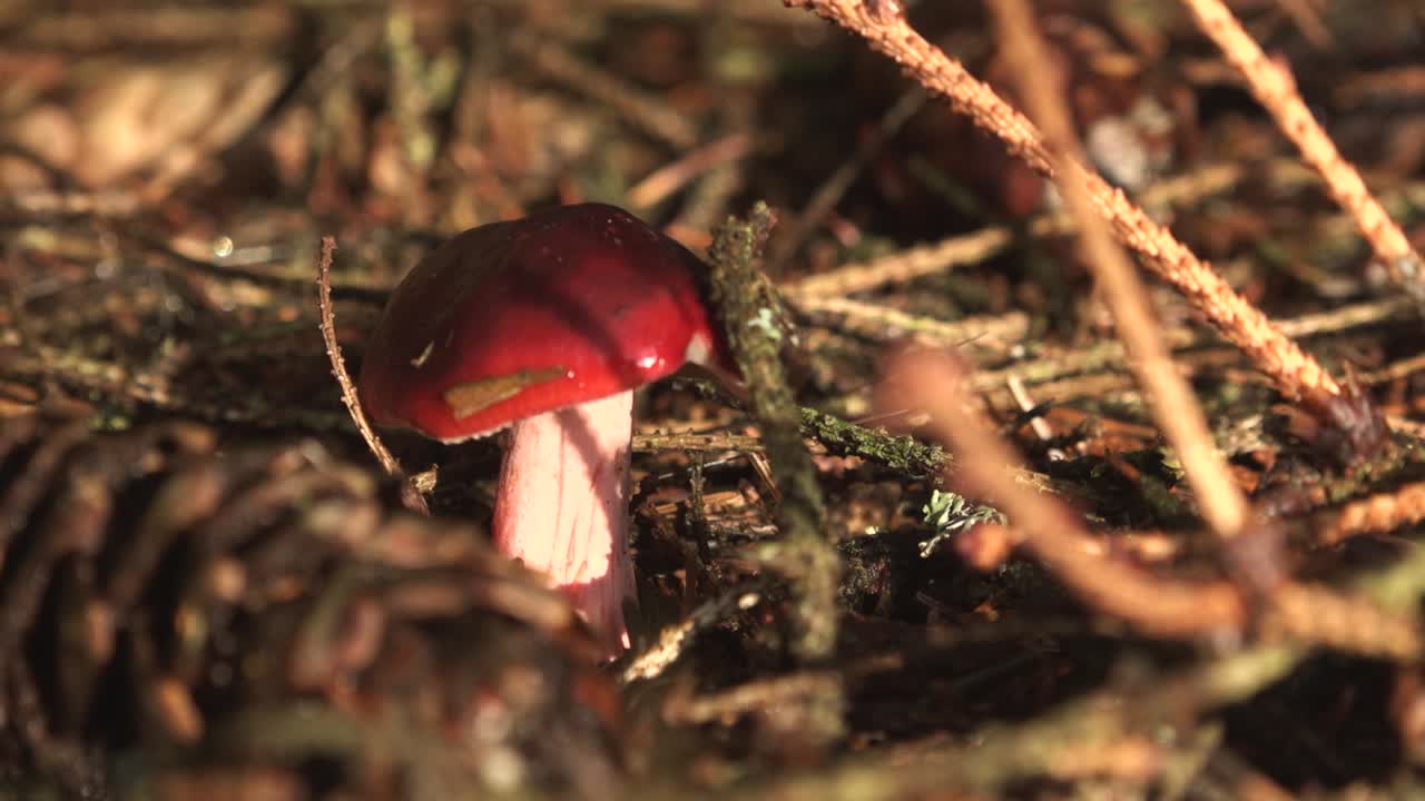 hermosa seta de otoño con cabeza roja