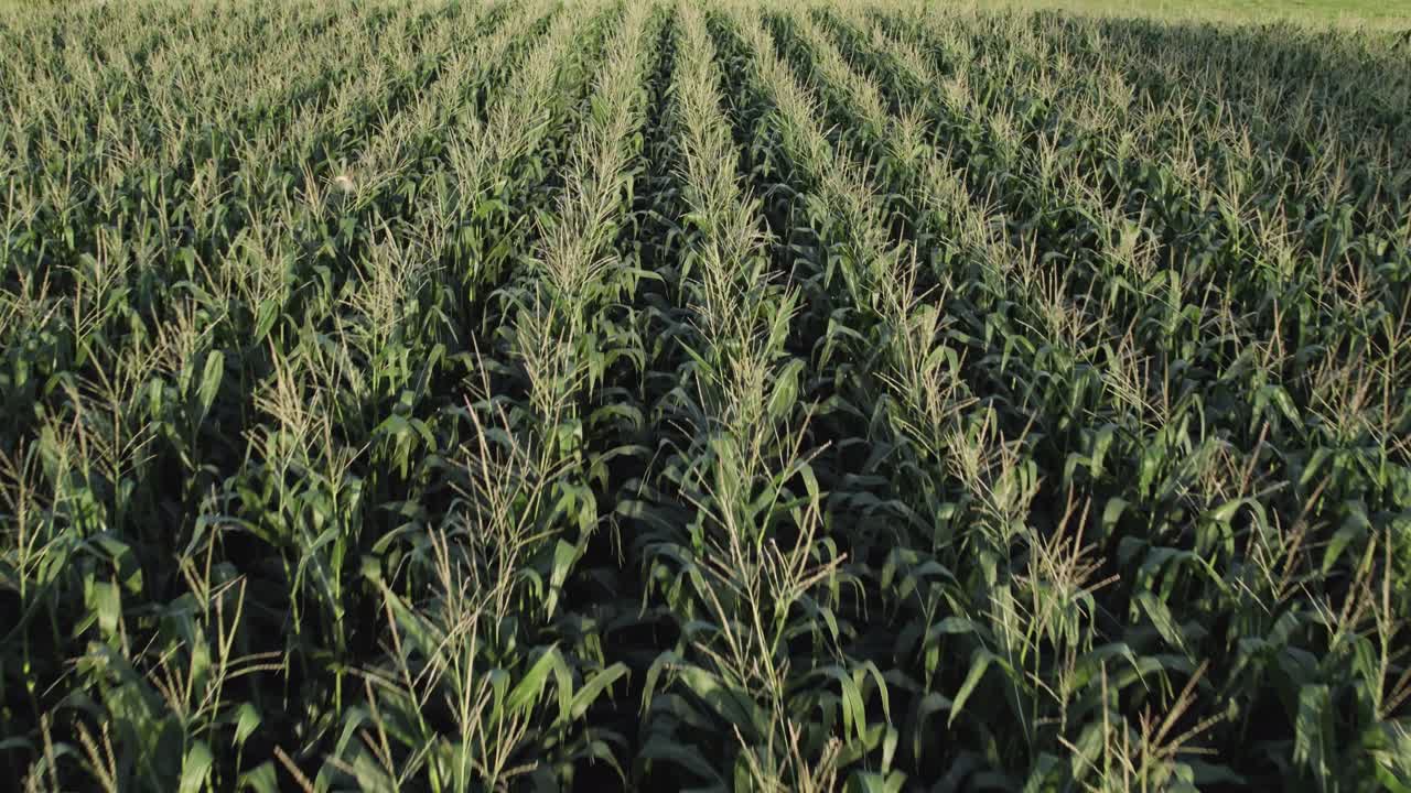 Closeup view of maize stalks in low altitude flyover