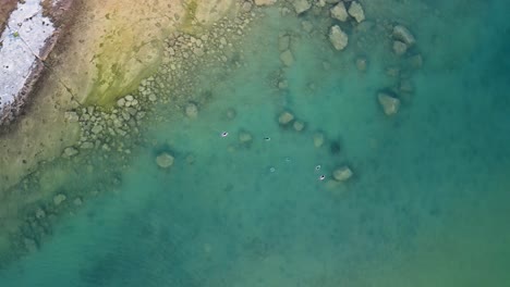 Aerial-footage-of-Merganser-ducks-swimming-underwater-and-surfacing