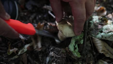 foraging for mushrooms in the woods