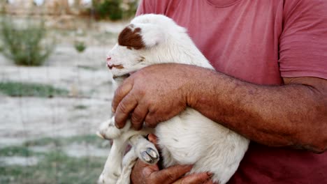 retrato de un pastor acurrucando a su cordero