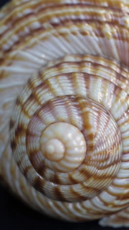 close-up of a seashell