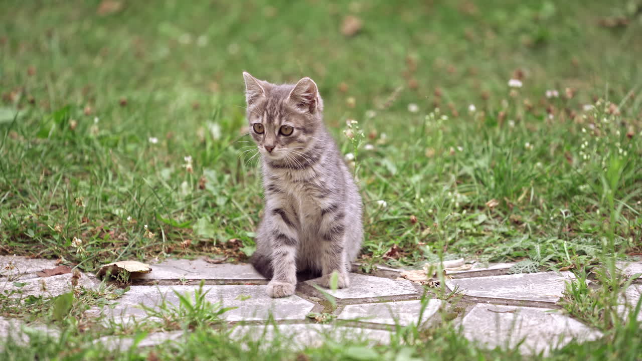 Grey kitten in grass. Frightened little cat sitting on a walkway among green grass. Beautiful gray kitten on nature.