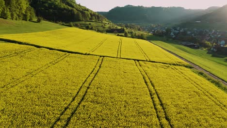 Nahflug-über-Sehr-Gelbes-Rapsfeld-Im-Frühling,-Luftaufnahme-Eines-Blumenfeldes-Mit-Traktorlinien-Und-Weg-Für-Menschen,-Schweiz