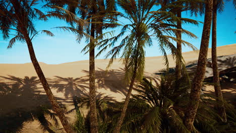 Palm-Trees-in-the-Sahara-Desert