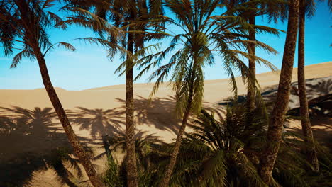 palmeras en el desierto del sáhara