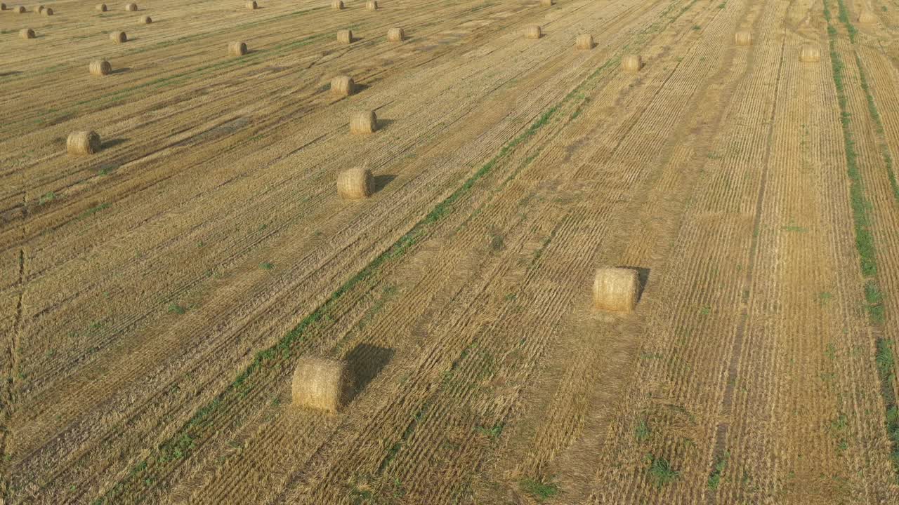 vuelo sobre el campo de trigo cosechado video aéreo 4k