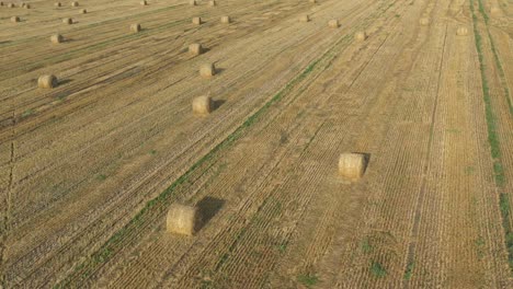 flight over harvested wheat field 4k aerial video