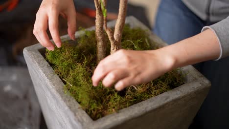 handling dry moss in the vase of a plant to decorate a room