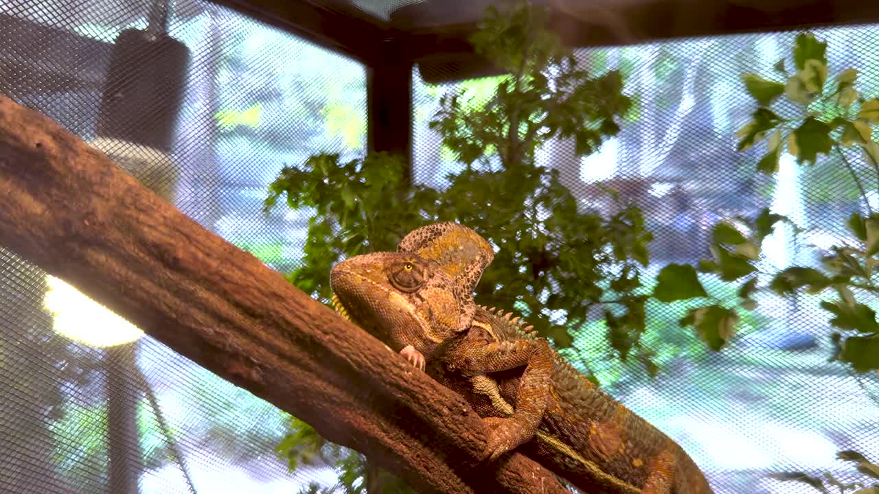 un lagarto se sienta tranquilamente en una rama