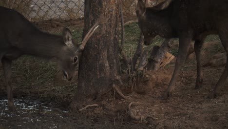 vídeo en cámara lenta de pequeños animales con cuernos en un zoológico