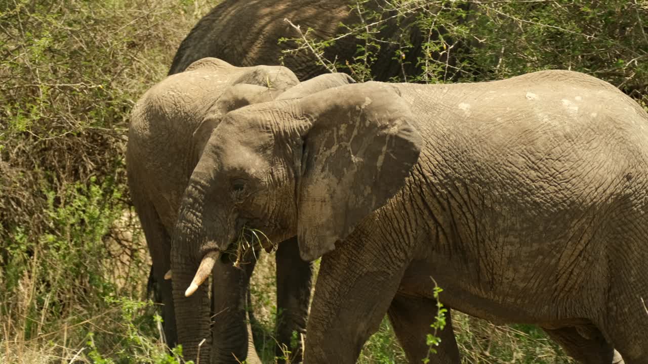 만족 한 암 코끼리 가 기게 풀 을 고, 수염 으로 어 낸다