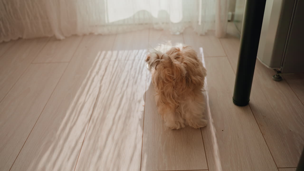 Dog Stays Silent, Quiet Canine Observes Surroundings While Seated Near Furniture Quietly Sitting, Pet Attentively Observes Surroundings From Still Position Near Furniture As Dog Patiently Waits