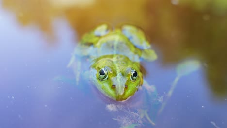 tiny little frog floating above green water plants, close up view