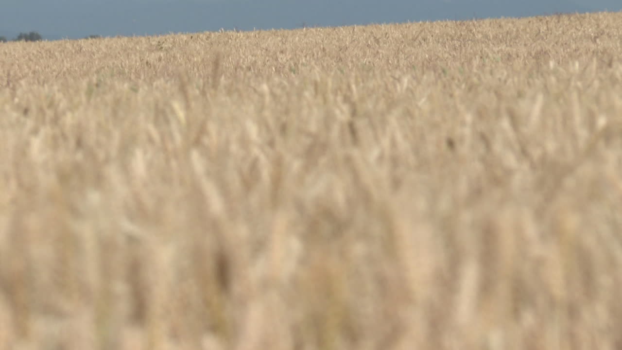 Campo de trigo dorado