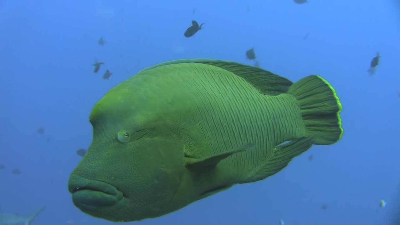 large Napoleon wrasse in blue water, surrounded by some red-toothed triggerfish, rolling eyes, coming closer to reef, turns around, lips and eyes closely visible