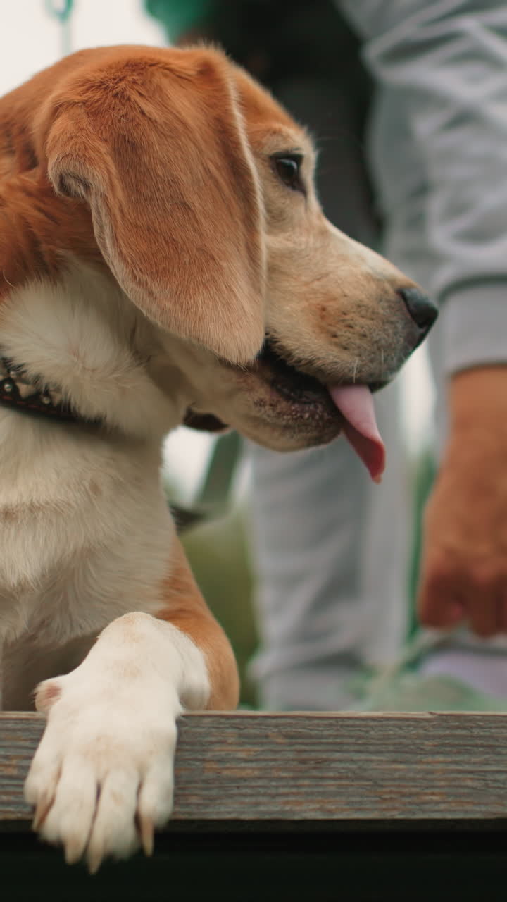 Dog relaxes happily outside, Contented beagle demonstrates friendly attitude during outdoor relaxation time, Playful beagle happily engages in leisure activities with owner close by