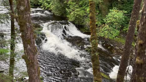 a river in alaska's tongass national forest cascading through the trees