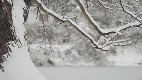 Eine-Verschneite-Szene-Mit-Einer-Alten-Eiche-An-Einem-Teich,-Wo-Schnee-Den-Boden,-Den-Teich-Und-Die-Umliegenden-Bäume-Bedeckt