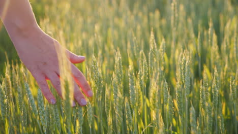 The-Hand-Of-An-Young-Woman-Looks-At-The-Spikelets-Of-Green-Wheat-Beautiful-Glare-Of-The-Sun-Organic